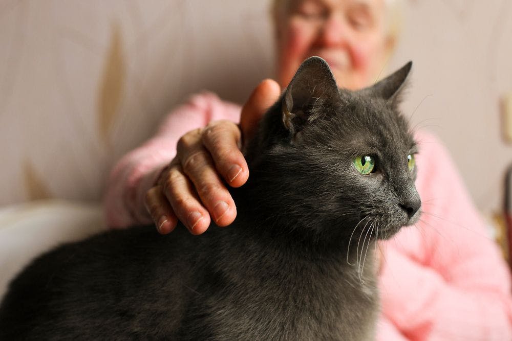 Can you take a pet into a care home?